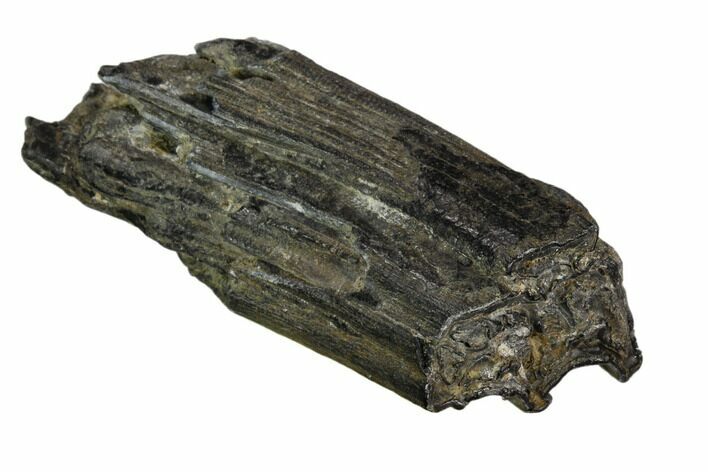 Pleistocene Aged Fossil Horse Tooth - Florida #123242